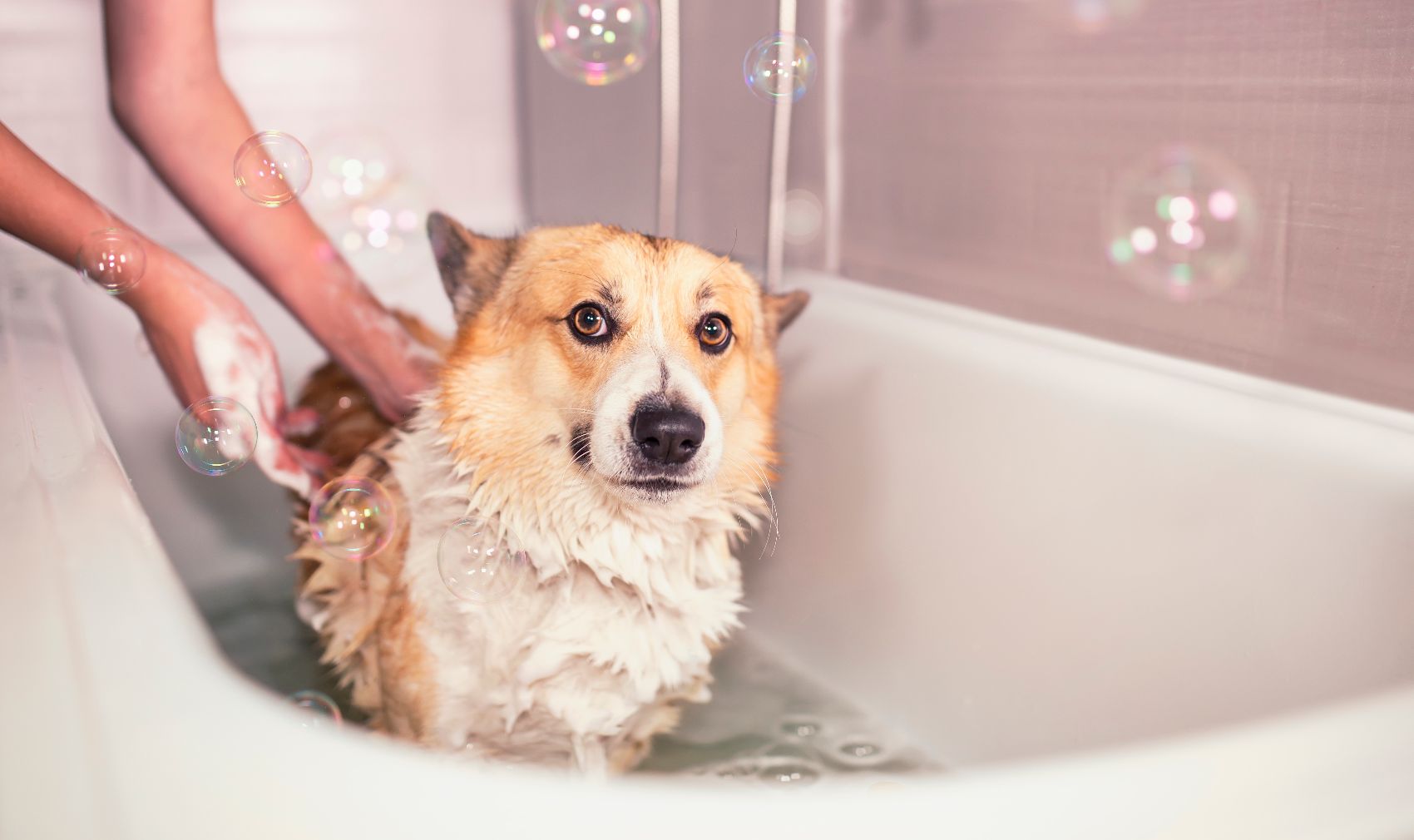 Higiene dos Cães